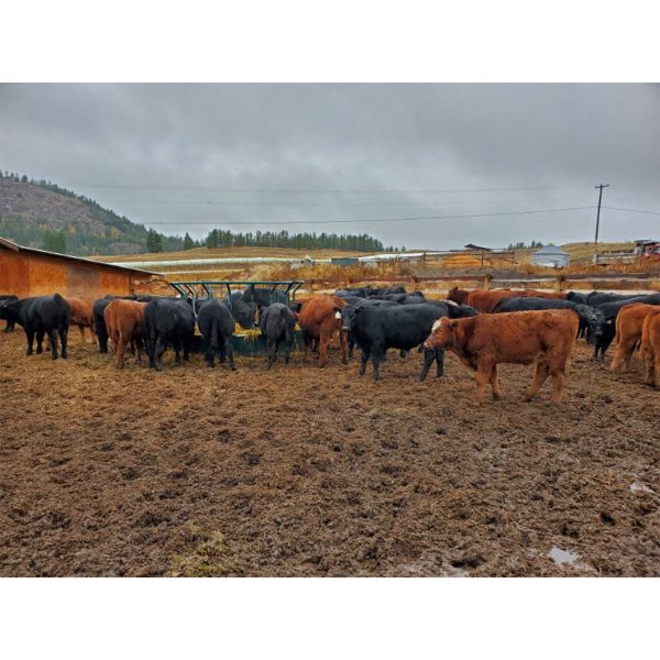 John Lindquist / Haynes Ranch - 570# Heifer Calves - 30 Head (Rock Creek, BC)