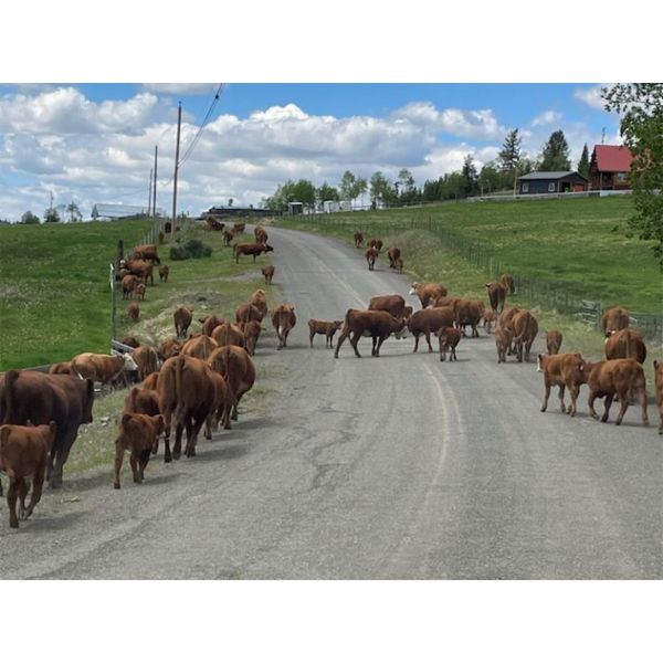 Twin Diamond Ranch - 625# Steer Calves - 70 Head (Logan Lake, BC)