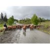 Image 2 : Twin Diamond Ranch - 625# Steer Calves - 70 Head (Logan Lake, BC)