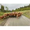 Image 3 : Twin Diamond Ranch - 625# Steer Calves - 70 Head (Logan Lake, BC)