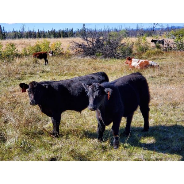 Meadow Creek Ranch - 565# Steer Calves - 60 Head (Clinton, BC)