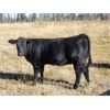 Image 2 : Meadow Creek Ranch - 565# Steer Calves - 60 Head (Clinton, BC)
