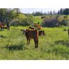 Image 3 : Meadow Creek Ranch - 565# Steer Calves - 60 Head (Clinton, BC)