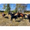 Image 4 : Meadow Creek Ranch - 565# Steer Calves - 60 Head (Clinton, BC)