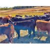 Image 5 : Meadow Creek Ranch - 565# Steer Calves - 60 Head (Clinton, BC)