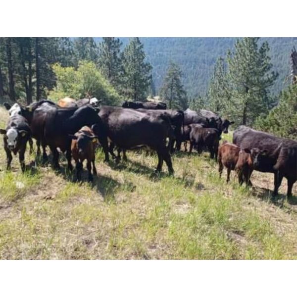 44 Cattle Co / T6 Ranch - 650# Steer Calves - 80 Head (OK Falls/Penticton, BC)
