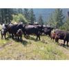 Image 1 : 44 Cattle Co / T6 Ranch - 650# Steer Calves - 80 Head (OK Falls/Penticton, BC)