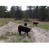Image 3 : 44 Cattle Co / T6 Ranch - 650# Steer Calves - 80 Head (OK Falls/Penticton, BC)
