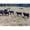 Image 2 : 44 Cattle Co / T6 Ranch - 580# Heifer Calves - 105 Head (OK Falls/Penticton, BC)