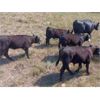 Image 4 : 44 Cattle Co / T6 Ranch - 580# Heifer Calves - 105 Head (OK Falls/Penticton, BC)