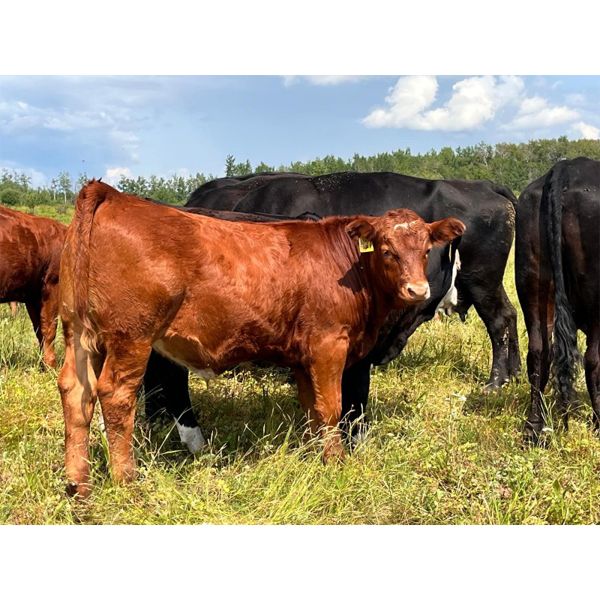 Tom & Terri Jamieson - 720# Steer Calves - 85 Head (Newbrook, AB)