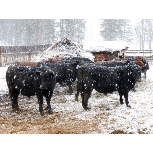 Ian & Bev Smith / Wilf & Becky Lindquist - 725# Steer Calves - 40 Head (Rock Creek, BC)
