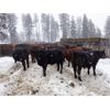 Image 2 : Ian & Bev Smith / Wilf & Becky Lindquist - 725# Steer Calves - 40 Head (Rock Creek, BC)