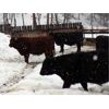 Image 5 : Ian & Bev Smith / Wilf & Becky Lindquist - 725# Steer Calves - 40 Head (Rock Creek, BC)