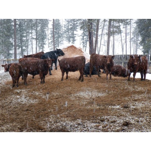 Ian & Bev Smith / Wilf & Becky Lindquist - 675# Heifer Calves - 40 Head (Rock Creek, BC)