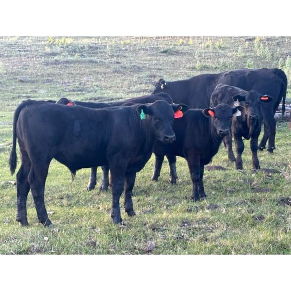 Brian Foley / Louise De Marni - 620# Steer Calves - 70 Head (Kamloops, BC)