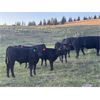 Image 2 : Brian Foley / Louise De Marni - 620# Steer Calves - 70 Head (Kamloops, BC)