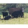 Image 3 : Brian Foley / Louise De Marni - 620# Steer Calves - 70 Head (Kamloops, BC)