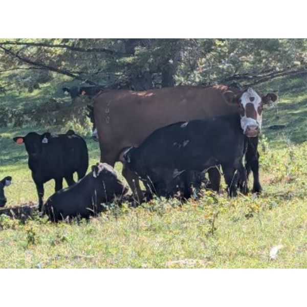 Brian Foley / Louise De Marni - 580# Heifer Calves - 45 Head (Kamloops, BC)