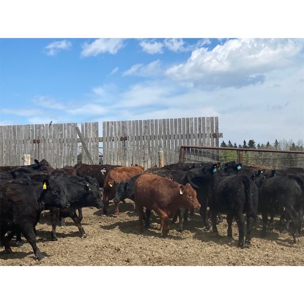 Cattle View Ranch - 1030# Sept/Oct Grass Heifers - 170 Head (Winfield, AB)