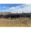 Image 2 : Cattle View Ranch - 1030# Sept/Oct Grass Heifers - 170 Head (Winfield, AB)