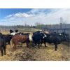 Image 3 : Cattle View Ranch - 1030# Sept/Oct Grass Heifers - 170 Head (Winfield, AB)
