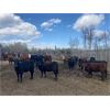 Image 4 : Cattle View Ranch - 1030# Sept/Oct Grass Heifers - 170 Head (Winfield, AB)
