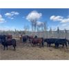 Image 5 : Cattle View Ranch - 1030# Sept/Oct Grass Heifers - 170 Head (Winfield, AB)