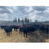 Image 6 : Cattle View Ranch - 1030# Sept/Oct Grass Heifers - 170 Head (Winfield, AB)