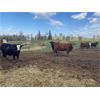 Image 7 : Cattle View Ranch - 1030# Sept/Oct Grass Heifers - 170 Head (Winfield, AB)