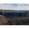 Image 8 : Cattle View Ranch - 1030# Sept/Oct Grass Heifers - 170 Head (Winfield, AB)
