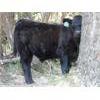 Image 3 : Willow Ranch / Keith & Shelly Ogilvie - 660# Steer Calves - 90 Head (Kamloops, BC)
