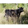 Image 4 : Willow Ranch / Keith & Shelly Ogilvie - 660# Steer Calves - 90 Head (Kamloops, BC)