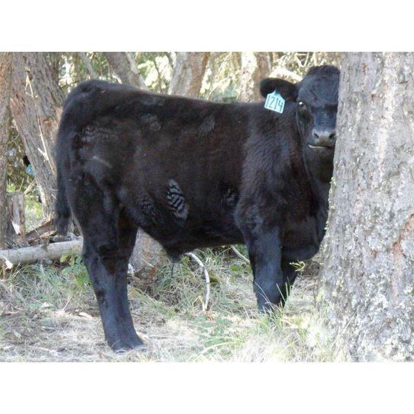 Willow Ranch / Keith & Shelly Ogilvie - 550# Steer Calves - 45 Head (Kamloops, BC)