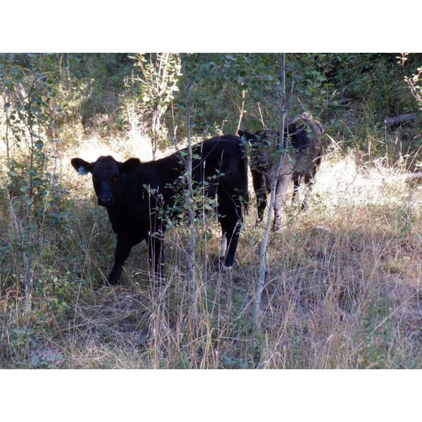 Willow Ranch / Keith & Shelly Ogilvie - 550# Heifer Calves - 55 Head (Kamloops, BC)
