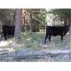 Image 5 : Willow Ranch / Keith & Shelly Ogilvie - 550# Heifer Calves - 55 Head (Kamloops, BC)