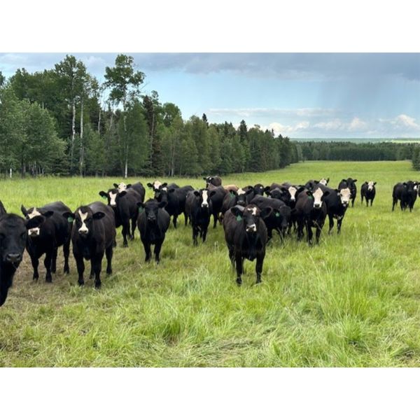 Cunningham Cattle Co. - 1000# September Grass Heifers - 62 Head (Sundre, AB)