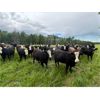Image 2 : Cunningham Cattle Co. - 1000# September Grass Heifers - 62 Head (Sundre, AB)