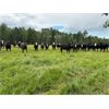 Image 3 : Cunningham Cattle Co. - 1000# September Grass Heifers - 62 Head (Sundre, AB)