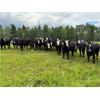 Image 4 : Cunningham Cattle Co. - 1000# September Grass Heifers - 62 Head (Sundre, AB)