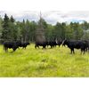 Image 5 : Cunningham Cattle Co. - 1000# September Grass Heifers - 62 Head (Sundre, AB)