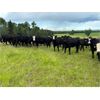 Image 6 : Cunningham Cattle Co. - 1000# September Grass Heifers - 62 Head (Sundre, AB)