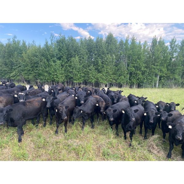 Van Loon Farms - 1020# September Grass Heifers - 300 Head (Fort Assiniboine, AB)