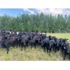 Image 1 : Van Loon Farms - 1020# September Grass Heifers - 300 Head (Fort Assiniboine, AB)
