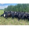 Image 4 : Van Loon Farms - 1020# September Grass Heifers - 300 Head (Fort Assiniboine, AB)