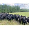 Image 5 : Van Loon Farms - 1020# September Grass Heifers - 300 Head (Fort Assiniboine, AB)