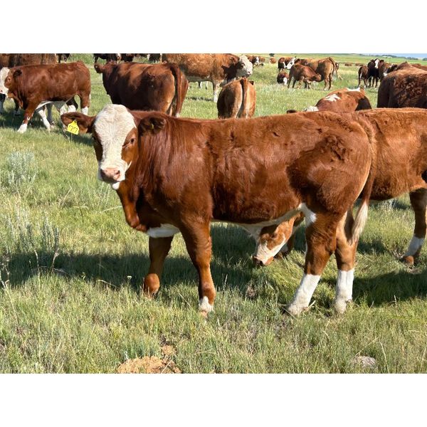 Craigmyle Colony - 750# Steer Calves - 85 Head (Craigmyle, AB)