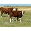 Image 2 : Craigmyle Colony - 750# Steer Calves - 85 Head (Craigmyle, AB)