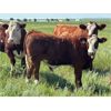 Image 3 : Craigmyle Colony - 750# Steer Calves - 85 Head (Craigmyle, AB)