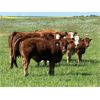 Image 5 : Craigmyle Colony - 750# Steer Calves - 85 Head (Craigmyle, AB)